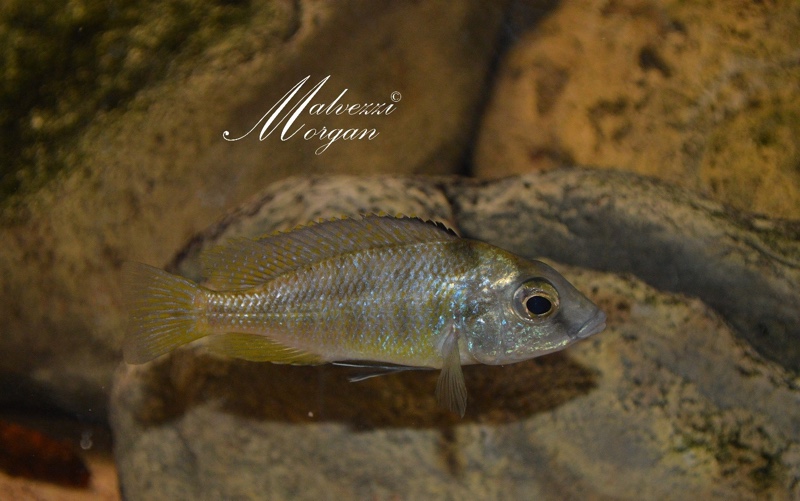 Mylochromis mola